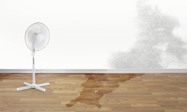 Best Water damage cleanup near me  in Camden, NJ